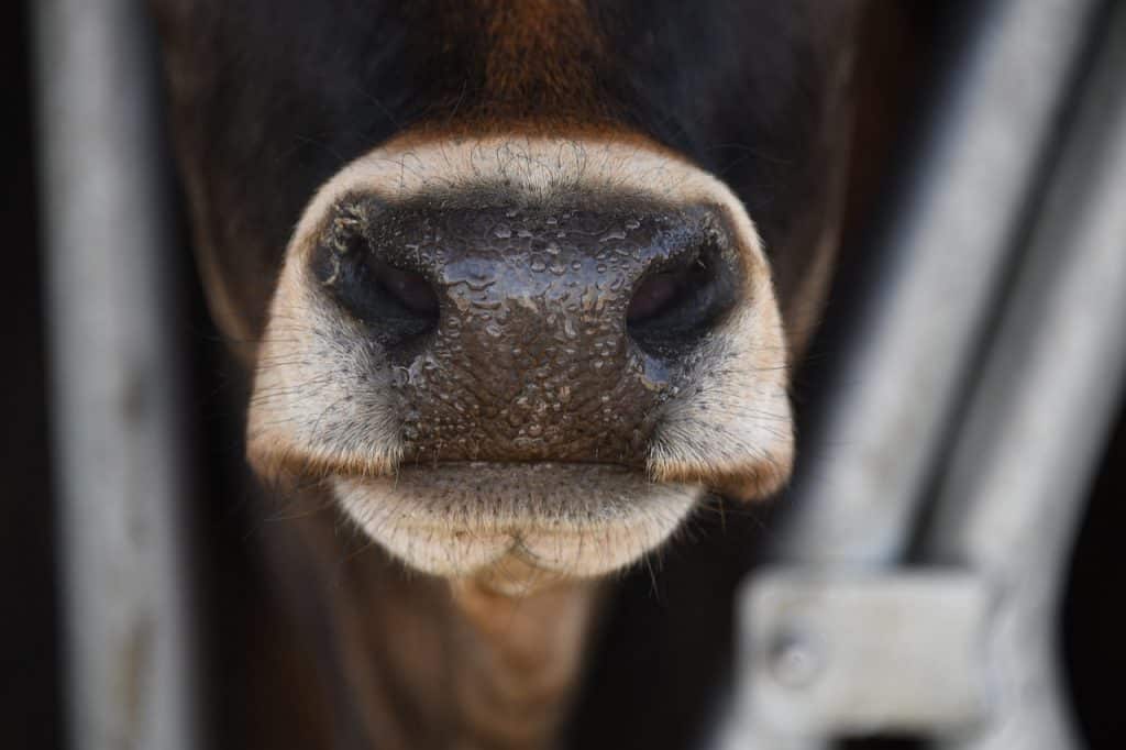 Bien-être animal - raison pour changer sa consommation