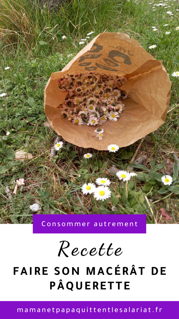  macérat de pâquerette